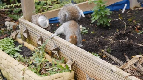 A grey squirrel buries nuts in a garden Stock-Footage 122212736