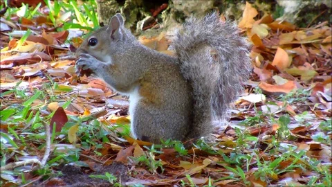 A grey squirrel chewing on a nut Stock Footage 88488513