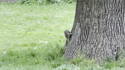 Grey squirrel climbing down oak tree 4K 库存影片 334759893