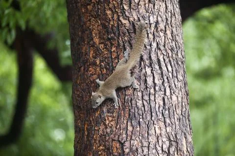 Grey squirrel climbing down a tree Foto stock