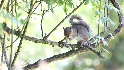 Grey Squirrel climbing through  a tree Stock Footage