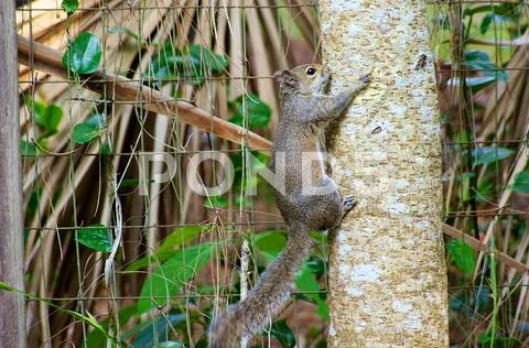 Grey squirrel climbing tree Stock Photos