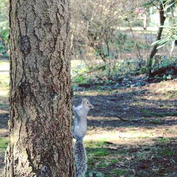 Grey squirrel climbing tree Stock Photos