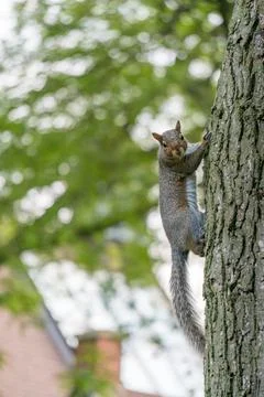 Grey squirrel climbing a tree, United states Stock Photos