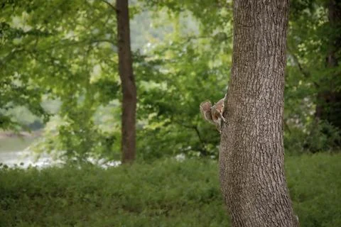 Grey squirrel clings to tree trunk and stares at viwer with river in backgr.. Stock Photos
