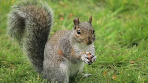 Grey Squirrel Close Up Eating a Nut In Slow Motion Daytime Sunny Borehamwood Stock Footage 327392280
