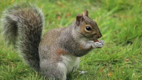 Grey Squirrel Close Up Eating A Nut In Grass Garden Slow Motion Daytime Sunny Stock Footage 327393112