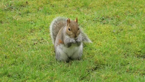 Grey Squirrel Close Up Eating Peanuts In Garden Daytime UK England Stock Footage 295276246