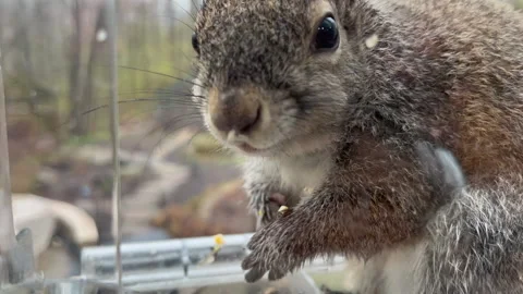 Grey Squirrel Close-Up Feeding Video stock 183653436