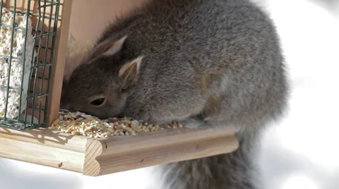 Grey Squirrel up close Stock Footage 1217759