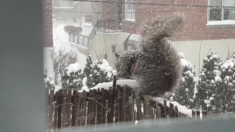 Grey Squirrel | Close-up in heavy snow Stock Footage 306129581