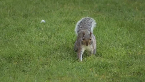 Grey Squirrel Close Up Jumping And Searching For Food In Grass Garden Slow Vídeo Stock 305587960