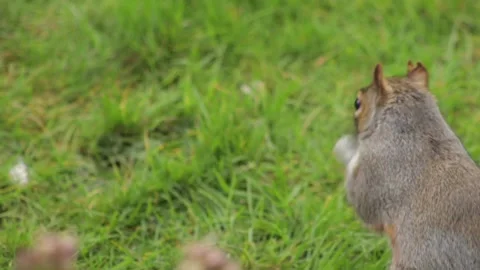 Grey Squirrel Close Up Looking Finding And Eating A Nut In Grass Garden Slow Stock Footage 305587780