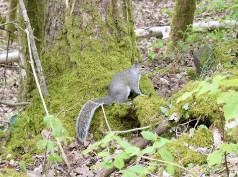 Grey Squirrel Close Up Next To A Tree, Lake District, Cumbria 库存照片