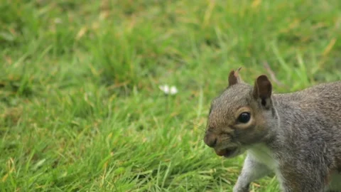 Grey Squirrel Close Up With A Nut In Its Mouth Finding Another Nut And Starts Stock Footage 327392675