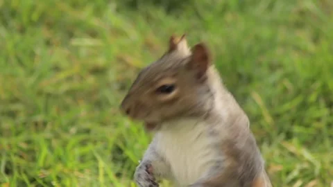 Grey Squirrel Close Up With A Nut In Its Mouth Standing Up In Grass Garden Slow Stock Footage 327393623