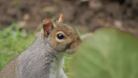 Grey Squirrel Close Up Searching For Food Slow Motion Daytime Garden Stock Footage 301377544