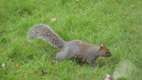 Grey Squirrel Close Up Sniffing Grass Searching For Food Slow Motion Daytime Stock Footage 301378681