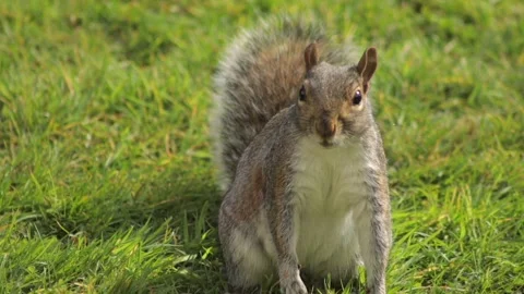 Grey Squirrel Close Up Standing Up Searching For Food Then Jumps Away In Grass Stock Footage 327393131