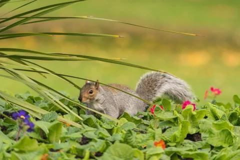 Grey squirrel close up view at the park Stock Photos
