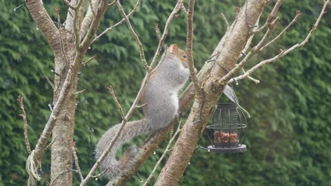 A grey squirrel collects nuts from a bird feeder 動画素材 122212909