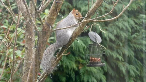 A grey squirrel collects nuts from a bird feeder 動画素材 122212921