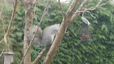 A grey squirrel collects nuts from a bird feeder Stock Footage 122213969