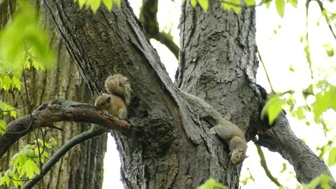 Grey squirrel couple on tree eating bark Video stock 197209165