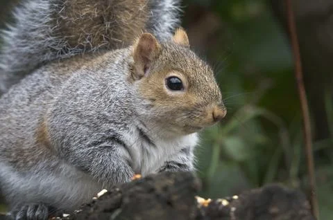Grey squirrel cute face Stock Photos
