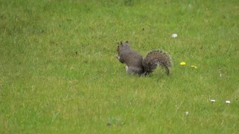 Grey Squirrel Digging Searching And Finding A Big Nut In Grass Garden Then Runs Stock Footage 327393760