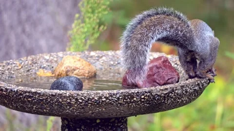 Grey Squirrel drinks from bird bath, then jumps down to ground Stock Footage 311726439