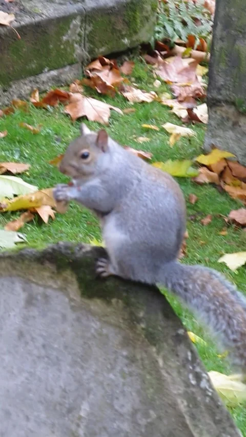 Grey Squirrel Eating in Autumn 库存影片 343476844