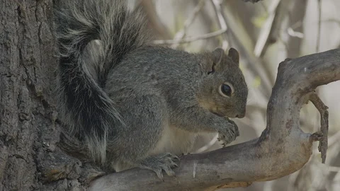 Grey Squirrel eating on branch of tree, exits, moves off to bottom, 4k Stock Footage 255852144