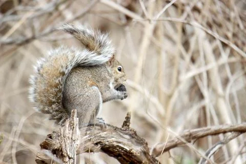 A grey squirrel eating a chestnut Foto stock