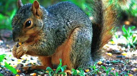 Grey Squirrel eating corn. Stock Photos