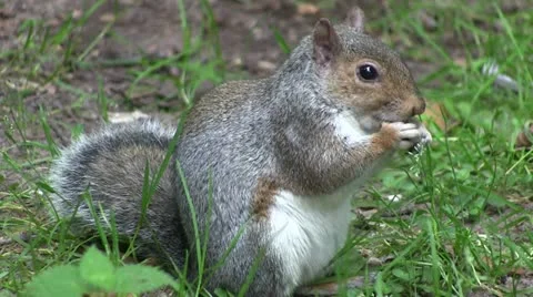 Grey squirrel eating food from its paws. Stock-Footage 12355455