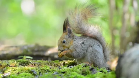 Grey squirrel eating food from its paws in the forest Stock Footage 62804897
