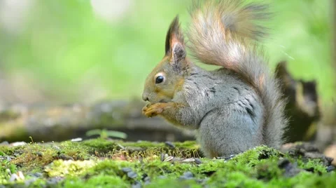 Grey squirrel eating food from its paws in the forest Stock Footage 62804927