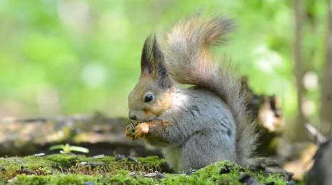 Grey squirrel eating food from its paws in the forest Stock Footage 62804966