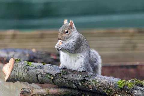 Grey squirrel eating food while sitting on mossy branch Stock Photos