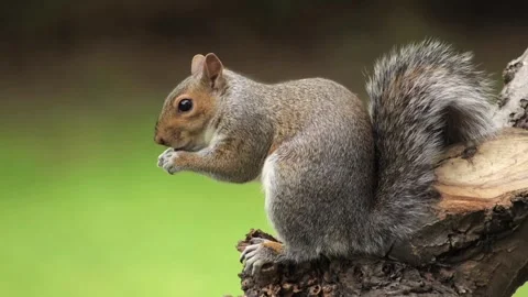 Grey Squirrel Eating A Grape Sat On Tree Branch Slow Motion Close Up Daytime Stock Footage 327394041
