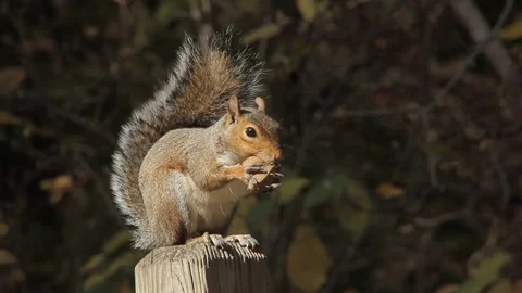 Grey Squirrel Eating Hickory Nut Sitting on Fence Post With Leafy Background Video stock 83169949