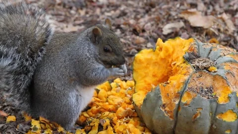 Grey squirrel eating inside of pumpkin Video stock 236031469