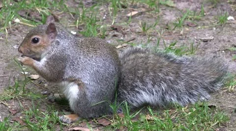 Grey squirrel eating from its paws. Stock-Footage 12355470