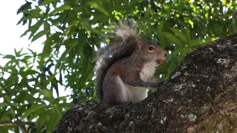 Grey squirrel eating nut Stock Footage 92556637
