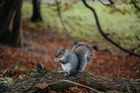 Grey Squirrel Eating Nut in Forest Stock Photos