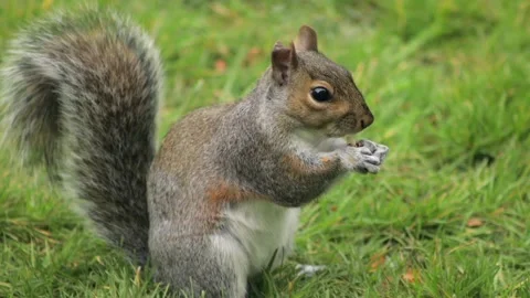 Grey Squirrel Eating A Nut In Grass Garden Slow Motion Close Up Then Searches Stock Footage 327393743