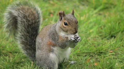Grey Squirrel Eating A Nut In Grass Garden Slow Motion Close Up Turning Towards Stock Footage 327393894