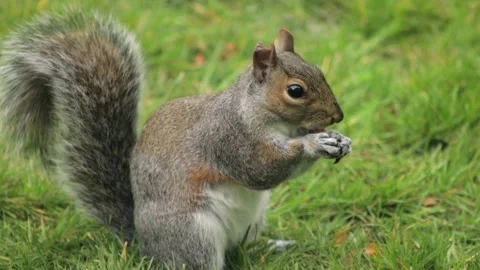 Grey Squirrel Eating A Nut In Grass Garden Slow Motion Close Up Daytime Sunny Stock Footage 327394267