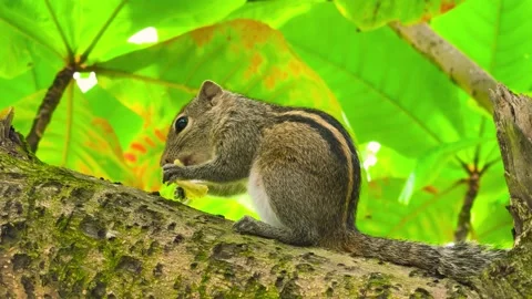 Grey Squirrel eating a nut in the jungles, Sri-Lanka Stock Footage 238832568